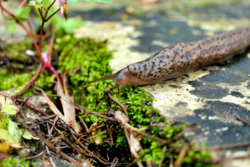 Leopard slug ( Limax maximus) crawling along a terrace. Known to be one of the largest keeled slugs.
