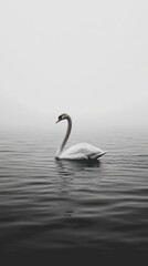 Fototapeta premium A serene swan glides through calm waters in a misty, monochromatic landscape.