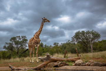 Giraffe standing along waterhole in Kruger National park, South Africa ; Specie Giraffa camelopardalis family of Giraffidae