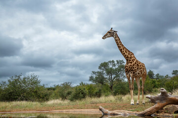 Giraffe standing along waterhole in Kruger National park, South Africa ; Specie Giraffa camelopardalis family of Giraffidae