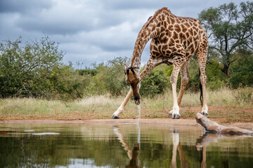 Giraffe drinking at waterhole front view in Kruger National park, South Africa ; Specie Giraffa...