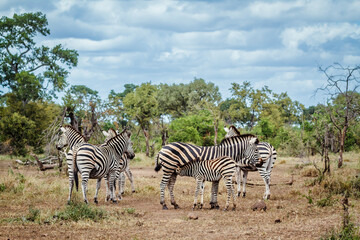 Obraz premium Zebra, Baby animal, Bonding, Suckling, Mother, Calf, Young animal, Africa, Kruger, South Africa, Juvenile, Female, Scenics, Savannah, Animal, Biosphere Reserve, Botswana, Burchell, common, conservatio