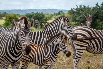 Fototapeta premium Plains zebra calf protected by adultes in Kruger National park, South Africa ; Specie Equus quagga burchellii family of Equidae