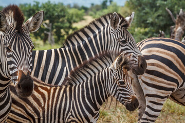 Naklejka premium Plains zebra calf protected by adultes in Kruger National park, South Africa ; Specie Equus quagga burchellii family of Equidae