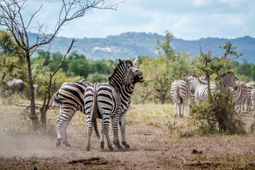 Obraz premium Two Plains zebras fighting in Kruger National park, South Africa ; Specie Equus quagga burchellii family of Equidae