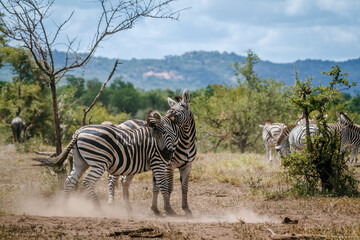 Obraz premium Two Plains zebras fighting in Kruger National park, South Africa ; Specie Equus quagga burchellii family of Equidae