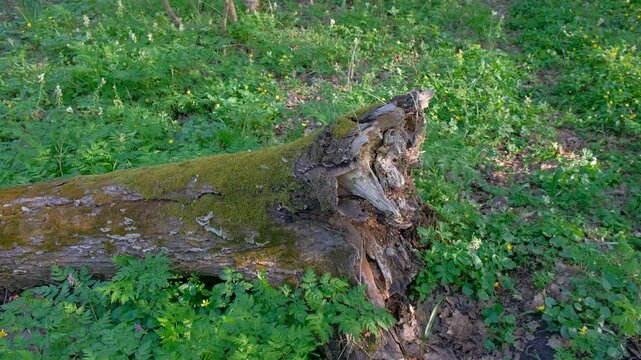 wolf in the grass 2024