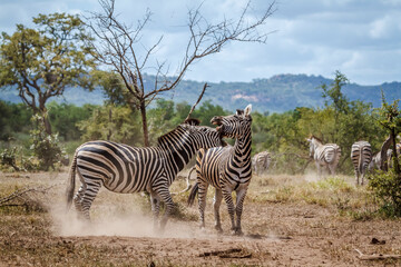 Obraz premium Two Plains zebras fighting in Kruger National park, South Africa ; Specie Equus quagga burchellii family of Equidae