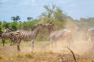Two Plains zebras fighting in Kruger National park, South Africa ; Specie Equus quagga burchellii...