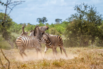 Obraz premium Two Plains zebras fighting in Kruger National park, South Africa ; Specie Equus quagga burchellii family of Equidae