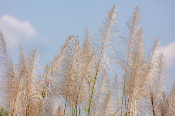 Fototapeta premium Selective focus of white fluffy of wild sugarcane flowers under blue sky, Saccharum spontaneum is a grass native throughout much of tropical and subtropical, Saccharum officinarum, Natural background.