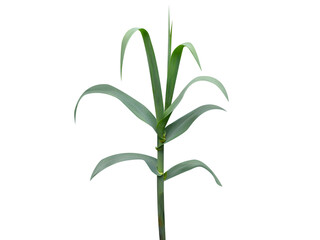 Arundo donax or Spanish cane plant isolated on white background