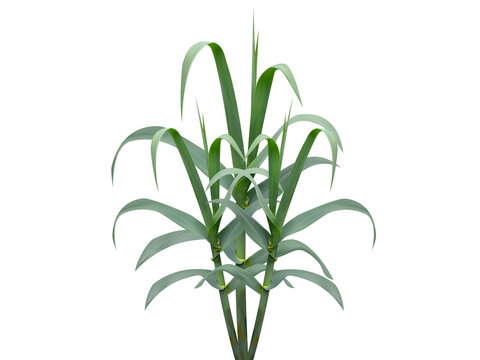 Arundo donax or Spanish cane plant isolated on white background