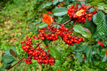 Cotoneaster lacteus plant full of vibrant red berries.