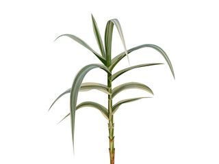 Arundo donax or Spanish cane plant isolated on white background