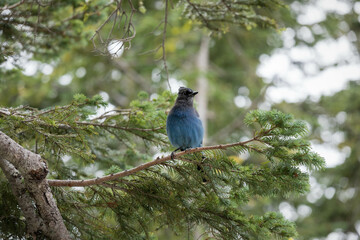 Obraz premium Mt Rainer Blue Bird