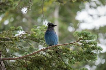 Mt Rainer Blue Bird