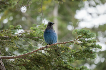 Mt Rainer Blue Bird