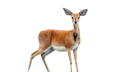Steenbok antelope, Raphicerus campestris isolated on white, transparent. 
