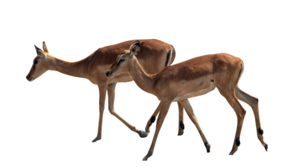 Impalas antelopes isolated on white, transparent. Chobe national Park, Botswana Africa.