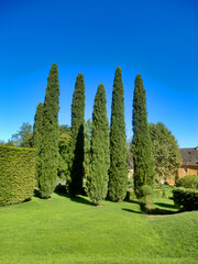 Majestic Cypress Trees in a garden setting