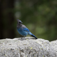 Mt Rainer Blue Bird
