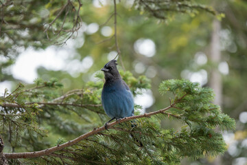 Mount Rainer Blue Bird