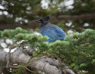 Mount Rainer Blue Bird