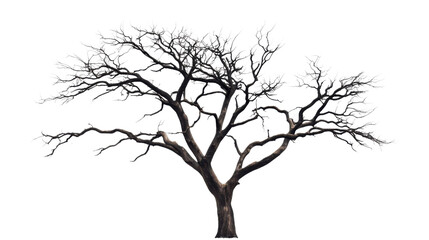 Tree without leaves, transparent background