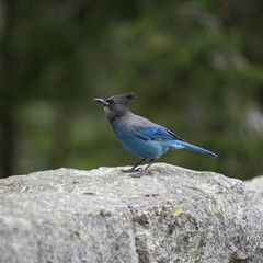 Mount Rainer Blue Bird