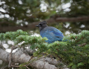 Obraz premium Mount Rainer Blue Bird