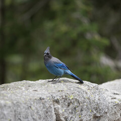 Mount Rainer Blue Bird