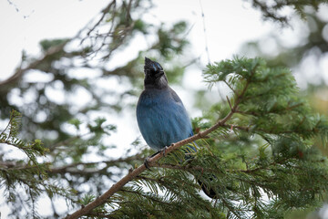 Mount Rainer Blue Bird