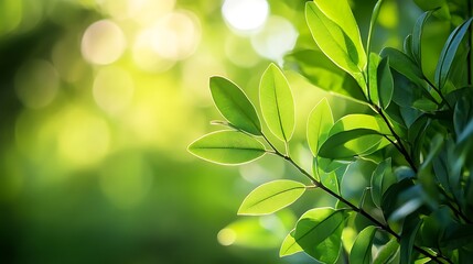 Lush green leaves backlit by sunlight in a natural setting.