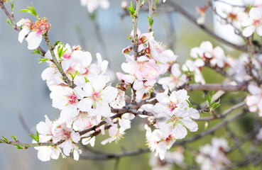 Photos of almond trees and almond flowers