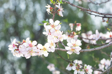 Photos of almond trees and almond flowers