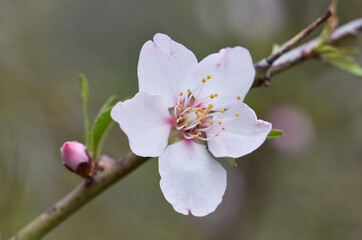 Photos of almond trees and almond flowers