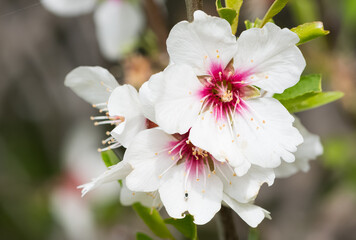 Photos of almond trees and almond flowers