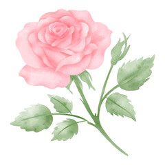 Fototapeta premium Delicate Watercolor Pink Rose Illustration