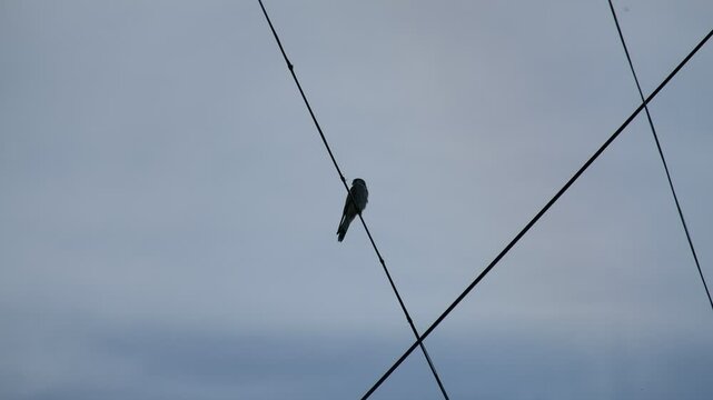 silhouette of a bird strit 2024 2023