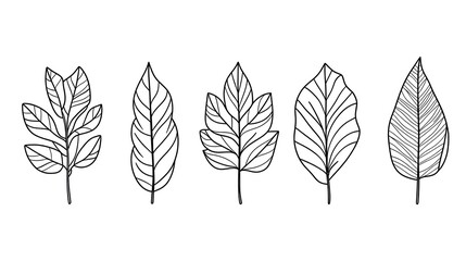 Fototapeta premium Five Line Drawings of Different Leaf Designs
