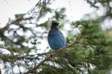 Mount Rainer Blue Bird