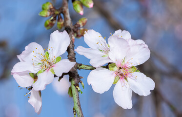 Photos of almond trees and almond flowers
