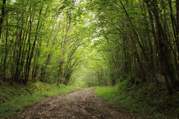 Fototapeta premium path in the forest