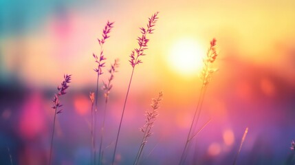 Obraz premium Sunset Serenity: Golden Hour Meadow