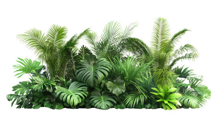 Tropical plants, transparent background