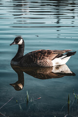 canada goose swimming