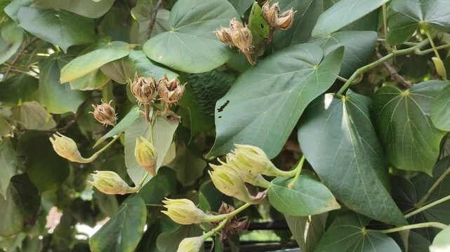 fresh hibiscus tiliaceus tree branch