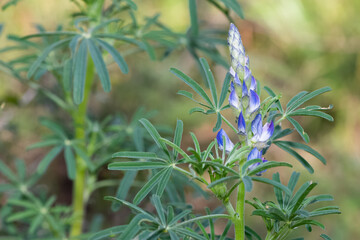 wild plants, photos with blue wild flower