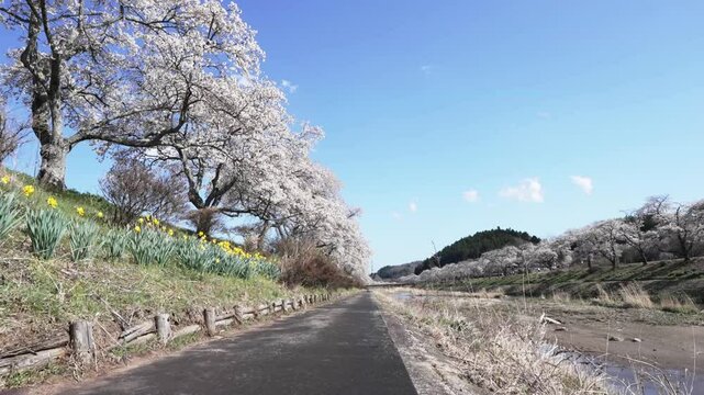 福島県　夏井千本桜